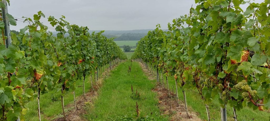 Romanian seasonal labor in UK