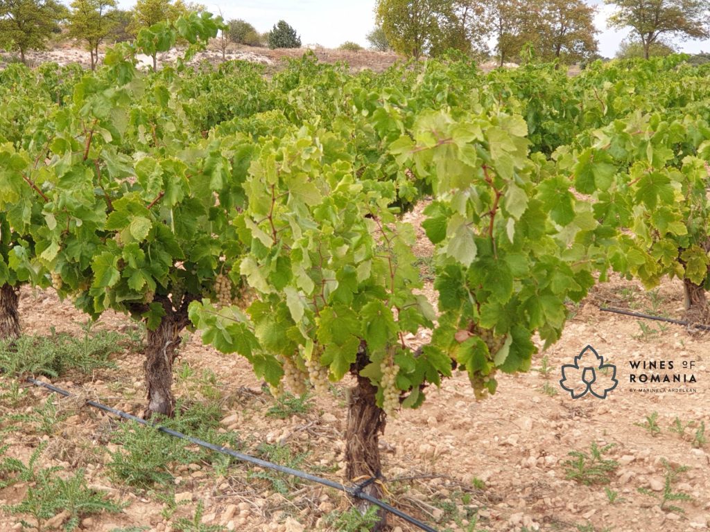 viile vechi Vieilles Vignes vie veche
