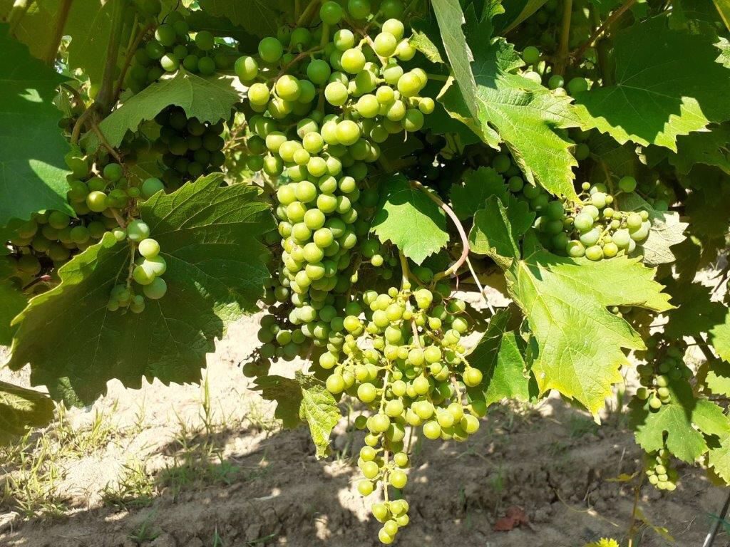 Cramposie