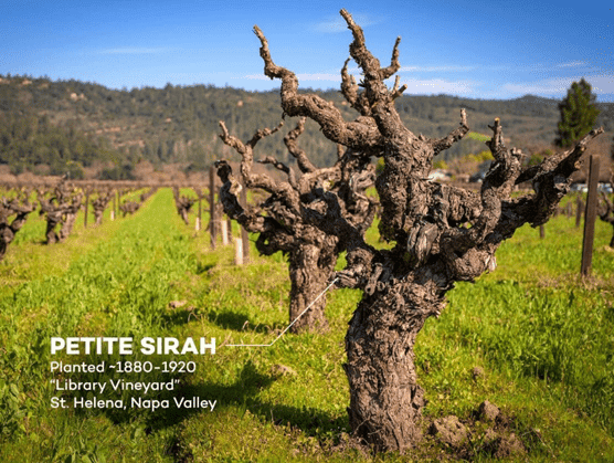 Viile vechi - Vieilles Vignes - vie batrana