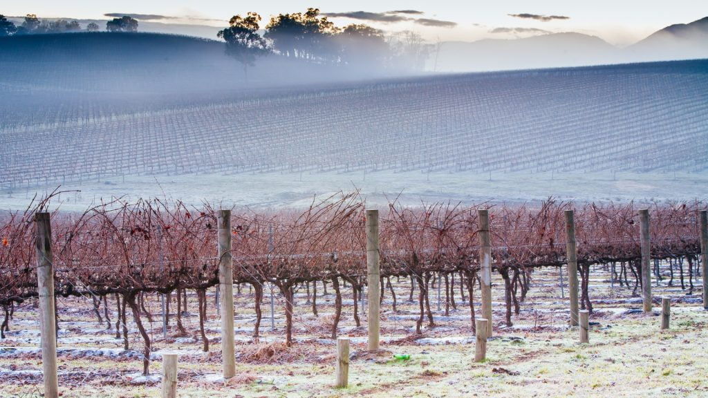 grapevines