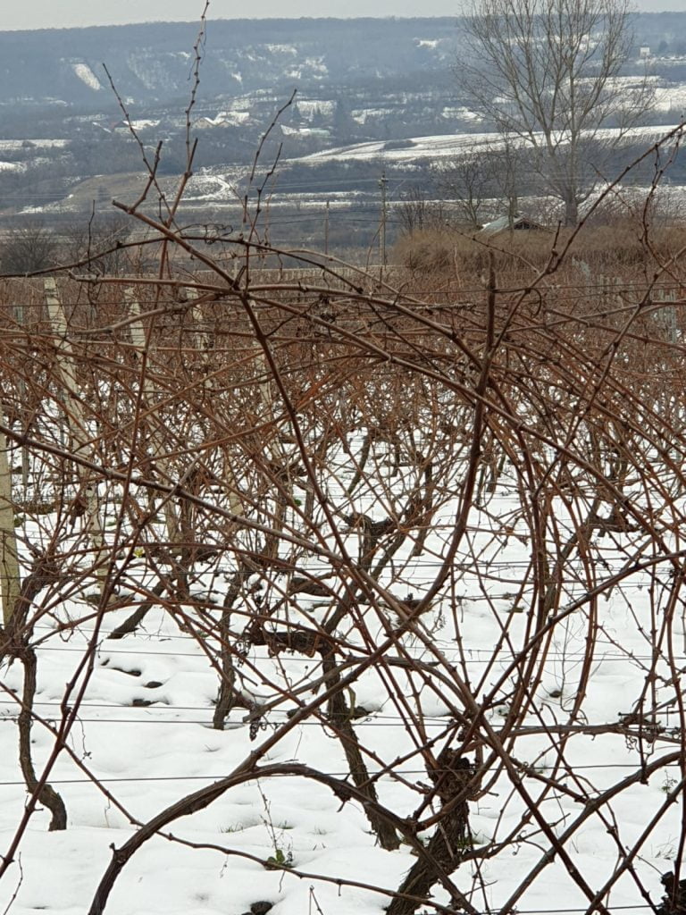 pruning